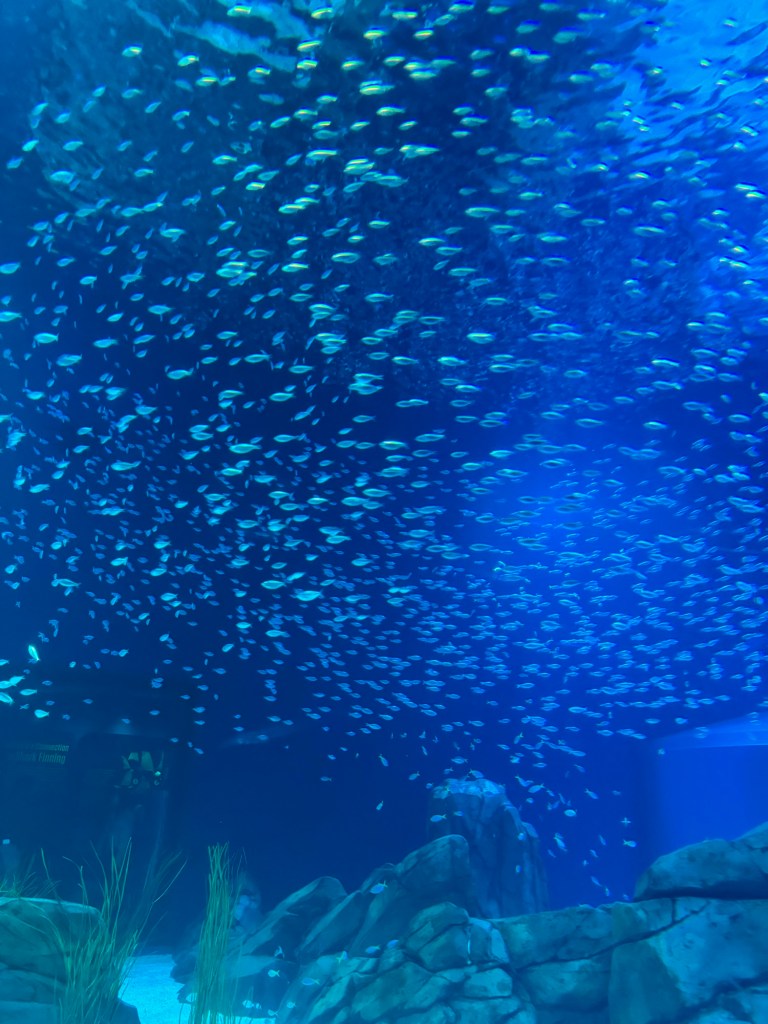Georgia Aquarium Review: Is It Worth&nbsp;Visiting?